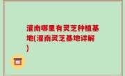 灌南哪里有灵芝种植基地(灌南灵芝基地详解)
