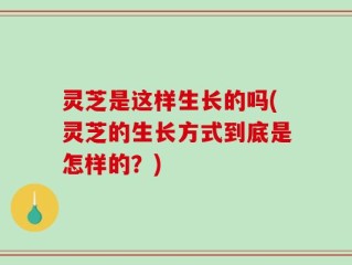 灵芝是这样生长的吗(灵芝的生长方式到底是怎样的？)