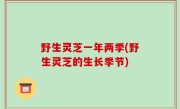 野生灵芝一年两季(野生灵芝的生长季节)