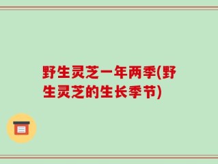 野生灵芝一年两季(野生灵芝的生长季节)