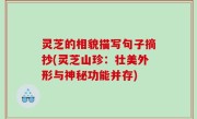 灵芝的相貌描写句子摘抄(灵芝山珍：壮美外形与神秘功能并存)