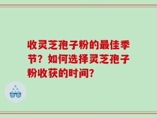 收灵芝孢子粉的最佳季节？如何选择灵芝孢子粉收获的时间？