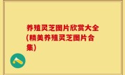 养殖灵芝图片欣赏大全(精美养殖灵芝图片合集)