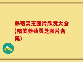 养殖灵芝图片欣赏大全(精美养殖灵芝图片合集)