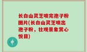 长白山灵芝喷完孢子粉图片(长白山灵芝喷出孢子粉，壮观景象赏心悦目)