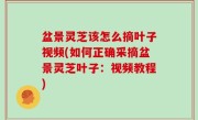 盆景灵芝该怎么摘叶子视频(如何正确采摘盆景灵芝叶子：视频教程)
