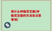用什么种植灵芝菌(种植灵芝菌的方法及注意事项)