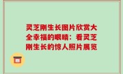 灵芝刚生长图片欣赏大全幸福的眼睛：看灵芝刚生长的惊人照片展览