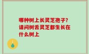 哪种树上长灵芝孢子？请问树舌灵芝都生长在什么树上