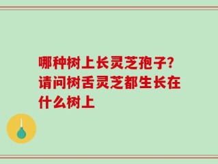 哪种树上长灵芝孢子？请问树舌灵芝都生长在什么树上