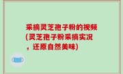 采摘灵芝孢子粉的视频(灵芝孢子粉采摘实况，还原自然美味)