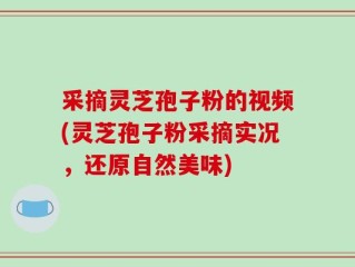 采摘灵芝孢子粉的视频(灵芝孢子粉采摘实况，还原自然美味)
