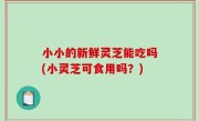 小小的新鲜灵芝能吃吗(小灵芝可食用吗？)