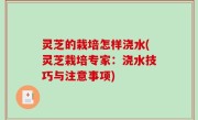 灵芝的栽培怎样浇水(灵芝栽培专家：浇水技巧与注意事项)
