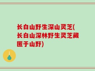 长白山野生深山灵芝(长白山深林野生灵芝藏匿于山野)