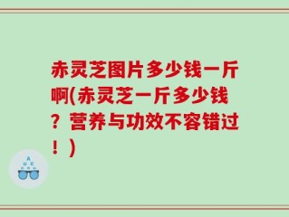 赤灵芝图片多少钱一斤啊(赤灵芝一斤多少钱？营养与功效不容错过！)