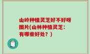山岭种植灵芝好不好呀图片(山林种植灵芝：有哪些好处？)