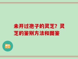 未开过孢子的灵芝？灵芝的鉴别方法和图鉴