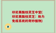 印尼黑酸枝灵芝中堂(印尼黑酸枝灵芝：助力免疫系统的奇妙植物)