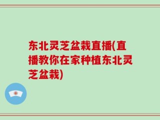 东北灵芝盆栽直播(直播教你在家种植东北灵芝盆栽)
