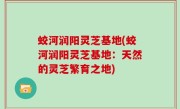 蛟河润阳灵芝基地(蛟河润阳灵芝基地：天然的灵芝繁育之地)