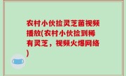 农村小伙捡灵芝菌视频播放(农村小伙捡到稀有灵芝，视频火爆网络)