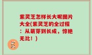 紫灵芝怎样长大呢图片大全(紫灵芝的全过程：从萌芽到长成，惊艳无比！)