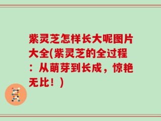 紫灵芝怎样长大呢图片大全(紫灵芝的全过程：从萌芽到长成，惊艳无比！)