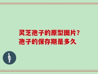 灵芝孢子的原型图片？孢子的保存期是多久