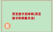 灵芝孢子怎样采(灵芝孢子的采集方法)