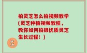 拍灵芝怎么拍视频教学(灵芝种植视频教程，教你如何拍摄优质灵芝生长过程！)