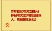 奇形怪状石灵芝图片(神秘石灵芝异形纹路惊人，震撼视觉体验)