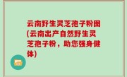 云南野生灵芝孢子粉图(云南出产自然野生灵芝孢子粉，助您强身健体)