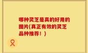 哪种灵芝是真的好用的图片(真正有效的灵芝品种推荐！)