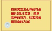 四川灵芝怎么养的花朵图片(四川灵芝：简单易养的花卉，欣赏其美丽花朵的方法)
