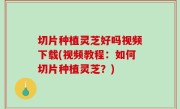 切片种植灵芝好吗视频下载(视频教程：如何切片种植灵芝？)