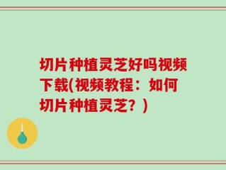 切片种植灵芝好吗视频下载(视频教程：如何切片种植灵芝？)