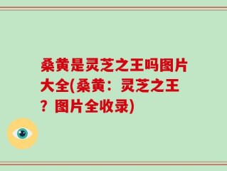 桑黄是灵芝之王吗图片大全(桑黄：灵芝之王？图片全收录)