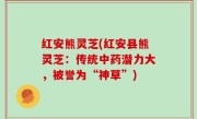 红安熊灵芝(红安县熊灵芝：传统中药潜力大，被誉为“神草”)