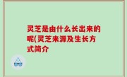 灵芝是由什么长出来的呢(灵芝来源及生长方式简介