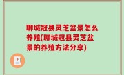 聊城冠县灵芝盆景怎么养殖(聊城冠县灵芝盆景的养殖方法分享)