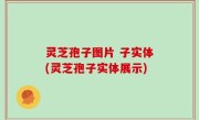 灵芝孢子图片 子实体(灵芝孢子实体展示)