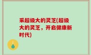 采超级大的灵芝(超级大的灵芝，开启健康新时代)