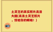 土灵芝的真实照片高清大图(高清土灵芝照片，惊艳你的眼睛！)