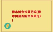 樟木树会长灵芝吗(樟木树是否能生长灵芝？)