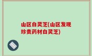 山区白灵芝(山区发现珍贵药材白灵芝)