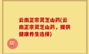云南正宗灵芝山药(云南正宗灵芝山药，提供健康养生选择)