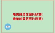 唯美鲜灵芝图片欣赏(唯美的灵芝照片欣赏)