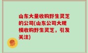 山东大量收购野生灵芝的公司(山东公司大规模收购野生灵芝，引发关注)