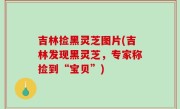 吉林捡黑灵芝图片(吉林发现黑灵芝，专家称捡到“宝贝”)